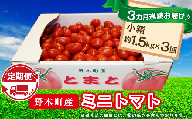 ミニトマト 定期便 1.5kg × 3回 【3カ月連続お届け】T08