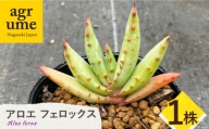 【数量限定】 Aloe ferox　アロエ フェロックス  1株 長与町/アグリューム [EAI119] 観葉植物 多肉植物 苗 植物 アロエ あろえ インテリア
