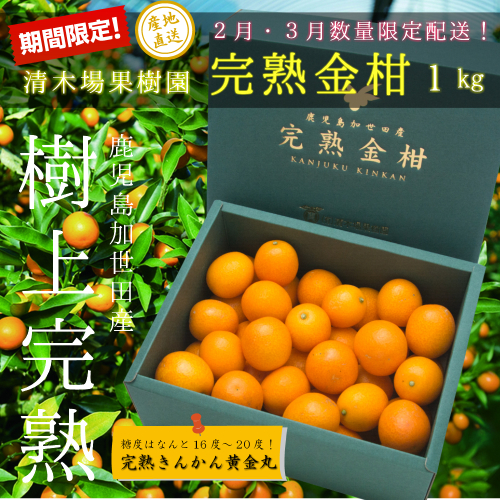 ◆2月～3月末発送◆【鹿児島県南さつま市産】完熟金柑 黄金丸 約1kg（3L～4L) 123699 - 鹿児島県南さつま市