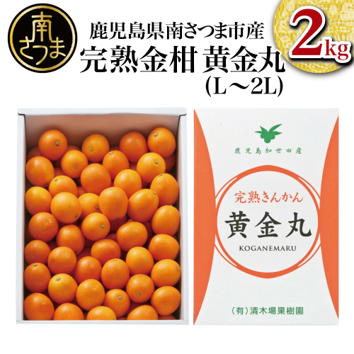 ◆2月～3月末発送◆【鹿児島県南さつま市産】完熟金柑 黄金丸 約2kg（L～2L) 123703 - 鹿児島県南さつま市