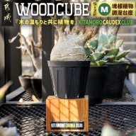 WOOD CUBE Mサイズ～あい言葉は『木の温もりと共に植物を』～_11-K101
