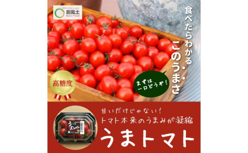 【2025年5月中旬より順次発送】うまトマト 1kg 野菜 甘さ 酸味 糖度８度以上 高糖度 ミニトマト お弁当 サラダ おやつ 濃厚 付け合わせ 緑黄色野菜 赤い野菜  1237667 - 静岡県袋井市
