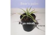プヤ・ミラビリス　Puya mirabilis_栃木県大田原市生産品_Bear‘s palm