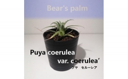 【ふるさと納税】プヤ・セルーレア puya coerulea var. coerulea_栃木県大田原市生産品_Bear‘s palm
