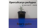 オペルクリカリアパキプス　Operculicarya pachypus_栃木県大田原市生産品_Bear‘s palm