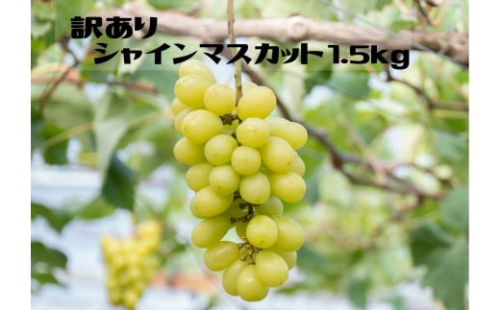 ＜25年発送先行予約＞【ご家庭用に】笛吹市産『訳ありシャインマスカット』1.5kg 167-013