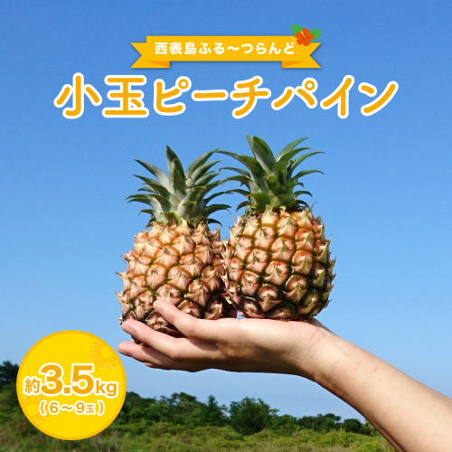 2026年 先行予約 小玉 ピーチパイン 約3.5kg 6～9玉 ★西表島ふる～つらんど★美味しさギュッと！ 果物 フルーツ パイン 026-a003_2026 1239709 - 沖縄県竹富町