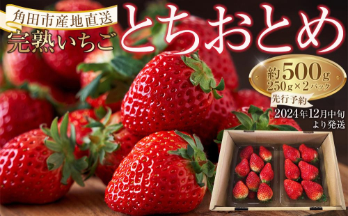 【角田市産地直送】完熟いちご「とちおとめ」合計約500g（250g×2パック） 1240154 - 宮城県角田市