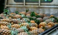2024年 先行予約 ピーチパイン 約2kg 3〜4玉 西表島 たくみ農園 果物 フルーツ