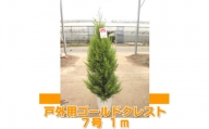 ゴールドクレスト(戸外用) 7号鉢　高さ:約1メートル ＜クリスマスツリー シンボルツリー＞【1477690】