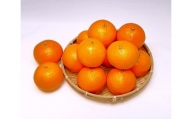 清見オレンジ 3kg(2Lサイズ)