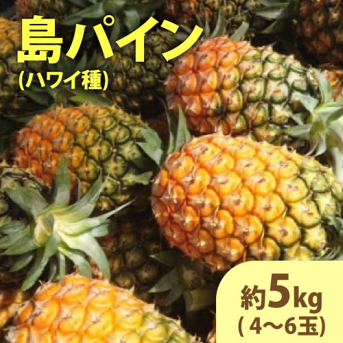 2026年 先行予約 島パイン (ハワイ種) 約5kg (4～6玉) ますみ農園 ”蜜たっぷり” パイン パイナップル 果物 フルーツ 1243601 - 沖縄県竹富町