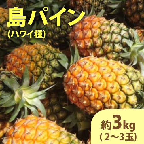 2026年 先行予約 島パイン (ハワイ種) 約3kg (2～3玉) ますみ農園 ”蜜たっぷり” パイン パイナップル 果物 フルーツ 1243604 - 沖縄県竹富町