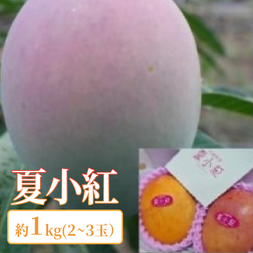 2026年 先行予約 マンゴー 夏小紅 約1kg 2～3玉 ますみ農園 甘味 スッキリ 果物 フルーツ 1244171 - 沖縄県竹富町