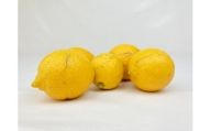 【有機JAS認証】レモン島からお贈りするオーガニックレモン ３kg 有機レモン 産直 国産 有機栽培