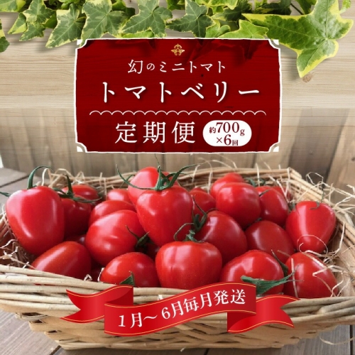 1月～6月毎月発送 　幻のミニトマト トマトベリーの定期便 約700g×6回コース　H004-169 1244598 - 愛知県碧南市