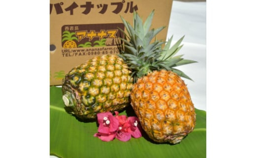 2025年 先行予約 パイナップル ついに実現！転換期間中　JASオーガニック アナナスバレル 約2kg 1～3玉 果物 フルーツ 1245112 - 沖縄県竹富町