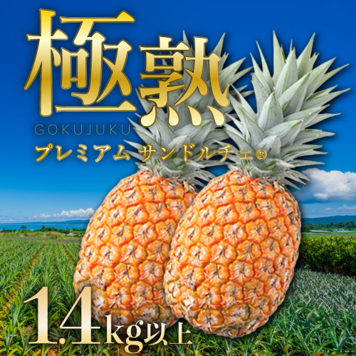 GOKUJUKU-極熟プレミアムサンドルチェ(R) 1.4kg以上 1玉　2026年　先行予約 パイナップル 沖縄 高糖度秀品 贈答用 贈り物 パイン 果物 フルーツ デザート 希少 西表島 1246319 - 沖縄県竹富町