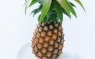 パイナップル ピーチパイン 約2.5kg 2～4玉 パイン 果物 フルーツ 沖縄 西表島【TOK:iふぁーむ】配送不可：離島