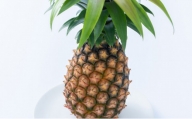 パイナップル ピーチパイン 約5kg 4～8玉 パイン 果物 フルーツ 沖縄 西表島【TOK:iふぁーむ】 配送不可：離島
