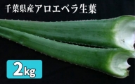 No.288 アロエベラ生葉2kg ／ 野菜 スーパーフード 栽培期間中農薬不使用 千葉県 特産品