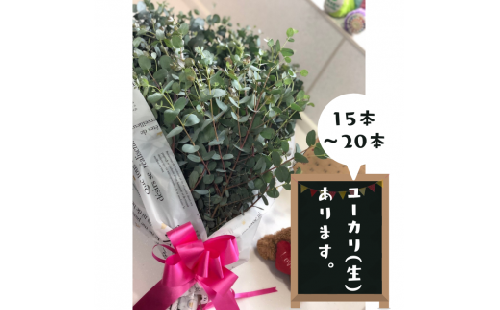 ユーカリ（生）フラワーアレンジ - ブーケ 生花 アレンジメント 国産 熊本県産 切り花 15～20本 インテリア 虫よけ作用 人気 おすすめ 熊本県 甲佐町 124702 - 熊本県甲佐町