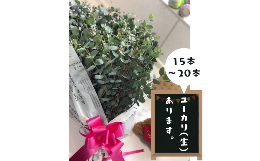 ■商品名 ユーカリ（生）フラワーアレンジ ■商品説明 甲佐町で育てた「生」のユーカリを15本〜20本程度お届けします。水につけておくと、生の状態で2週間以上はもちます。 ユーカリは霧吹きなどで水分を吹