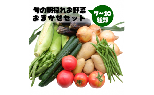 旬の朝採れお野菜おまかせセット 124721 - 熊本県甲佐町