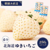 【12月以降、随時発送！】【北海道産】ゆきいちご（白いちご） 2Pセット 250g×2 計500g 苺 イチゴ 白いちご 一季成りイチゴ ゆきぼたん パールホワイト 希少 高級 ギフト お取り寄せ ふるさと納税 北海道 中標津【59001】