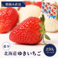 【12月以降、随時発送！】【北海道産】ゆきいちご（ゆきぼたん/すず）赤白MIX×2Pセット 250g×2 計500g 苺 白いちご 一季成りイチゴ 希少 ギフト お取り寄せ ふるさと納税 北海道 中標津【5900301】
