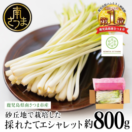 【発送期間】 ・3月〜4月下旬ごろ ※お申込み順に随時発送。 ※天候・収穫状況により発送時期が前後する場合がございます。 -- エシャレットとは、早採りのらっきょうのこと。 若いうちに収穫するため、ク