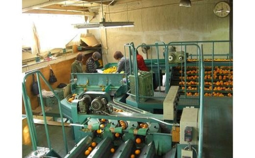 有田みかん 5kg 2Sサイズ 光センサー使用 高糖度 1248671 - 和歌山県有田川町