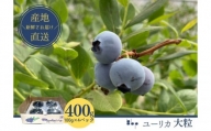 [№5904-0534]【栽培期間中農薬不使用】フレッシュブルーベリー　(ユーリカ大粒100g×4）