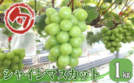 No.962 シャインマスカット　約1kg ／ 葡萄 ブドウ 果物 広島県 特産品