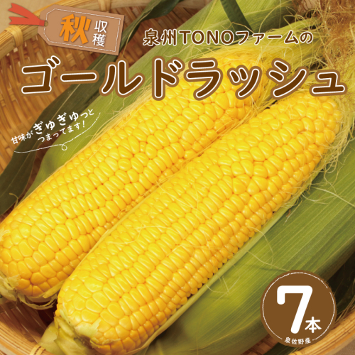 【先行予約】秋収穫！ゴールドラッシュ 7本セット とうもろこし 005A299 125393 - 大阪府泉佐野市