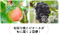 KF-T039【きよとう】ちょっとずつ食べたい！岡山の旬の桃とピオーネが少しずつ届く２回便！