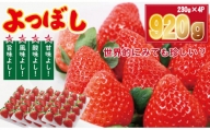佐賀県産いちご「よつぼし」（230g×4パック） しもむら農園 イチゴ 苺
