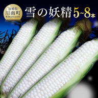 【令和8年発送】大山さんちのホワイトコーン(雪の妖精)5～8本 【 スィートコーン 2026年発送 先行受付 宮崎県産 九州産 】