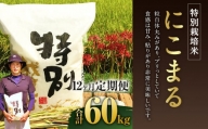 【12ヶ月定期便】相良村産 特別栽培米 にこまる 5kg