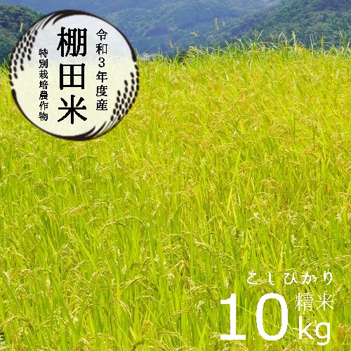 棚田米10kg コシヒカリ 特別栽培米 7割削減 令和3年産 精米 京都産【送料無料】