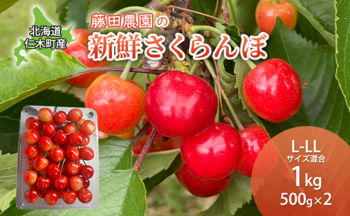 [先行受付] 北海道 仁木町産 さくらんぼ 佐藤錦 1kg (500g×2) L-LLサイズ混合 サクランボ 果物 フルーツ チェリー 仁木 果物類 [藤田農園] 125713 - 北海道仁木町