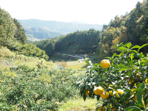 FLORA　LABOエッセンシャルオイル・フローラルウォーターセット（ゆず）　＜柚子 ユズ スキンケア ルームスプレー アロマ 癒し 化粧品 リネン ウォーター 芳香 ギフト 愛媛県 鬼北町＞ 1257450 - 愛媛県鬼北町