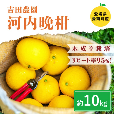 愛南産の河内晩柑10kg(約22～32個) ＜柑橘 希少 果物 国産 フルーツ みかん 蜜柑 和製 グレープフルーツ ブランド 愛媛 果実 ビタミン ＞　※北海道・沖縄・離島への配送不可　※2025年4月上旬～8月中旬頃に順次発送予定 1257452 - 愛媛県鬼北町