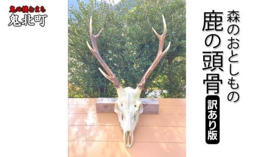 【訳あり】森のおとしもの(6)鹿の頭骨 1258419 - 愛媛県鬼北町
