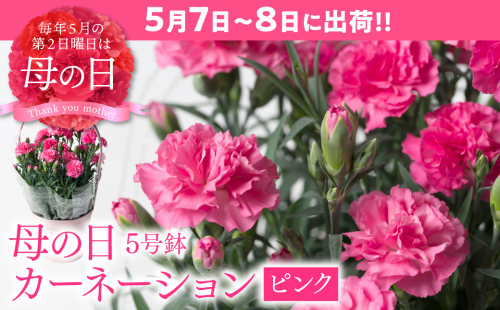 【先行予約】【2026年5月7日～8日発送】ポットカーネーション ピンク 5号鉢 カゴ付き カーネーション 花 母の日 プレゼント ギフト 贈り物 熊本県 八代市 1258895 - 熊本県八代市