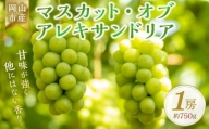 ＜2024年7月上旬～7月下旬発送＞岡山市産 マスカット・オブ・アレキサンドリア 1房 約750g ぶどう 葡萄
