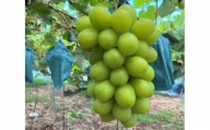 ご家庭用 シャインマスカット 2kg 3～4房 2024年9月中旬以降発送 フルーツ ぶどう 葡萄 ひらた農園