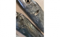 竹中水産の「釣の太刀魚」　約2キロ!＜F22-264＞【1078740】