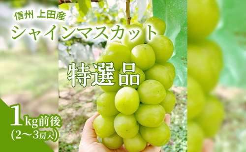 【2026年産】 特選 シャインマスカット 1kg前後 2～3房 ぶどう 葡萄 ブドウ マスカット 1kg 果物 くだもの フルーツ デザート 旬の果物 旬のフルーツ ギフト 贈り物 プレゼント 長野県 長野 1262491 - 長野県上田市
