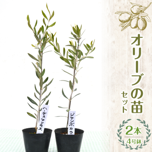 【ハーブショップYOU'樹】オリーブの苗セット 4号鉢 2本 SWBE001　※沖縄、離島配送不可 1262500 - 山梨県昭和町